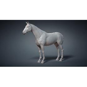 Horse Base Mesh 3D model